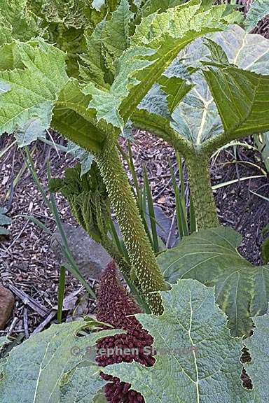 gunnera tinctoria 2 graphic